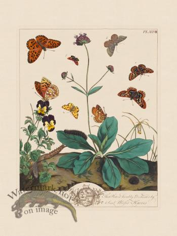 Moses Harris Insects 28